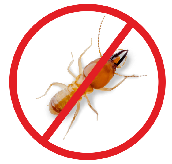 Termites